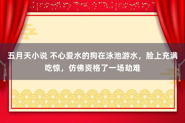 五月天小说 不心爱水的狗在泳池游水，脸上充满吃惊，仿佛资格了一场劫难