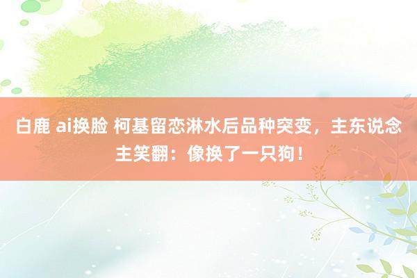 白鹿 ai换脸 柯基留恋淋水后品种突变，主东说念主笑翻：像换了一只狗！